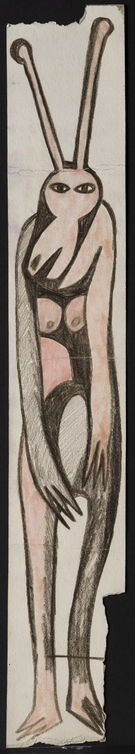 COSTUS<br>"Bicho con Antenas" - Image 2