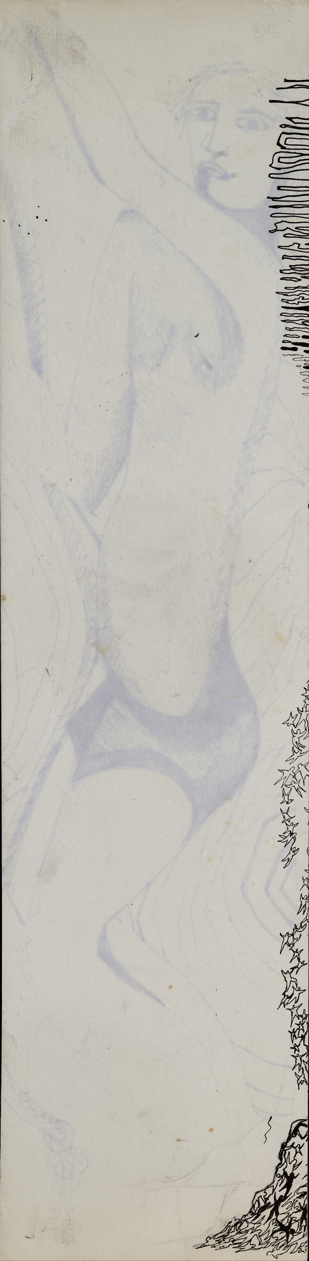 COSTUS<br>"Chico" - Image 2